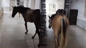 झांसी: रेलवे अस्पताल में घोड़ों के घुसने से हड़कंप, वायरल वीडियो पर कार्रवाई की मांग