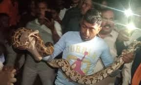 आगरा: फतेहाबाद के भोलखरा गांव में 8 फीट लंबा अजगर देख ग्रामीणों में हड़कंप, वन विभाग ने किया रेस्क्यू