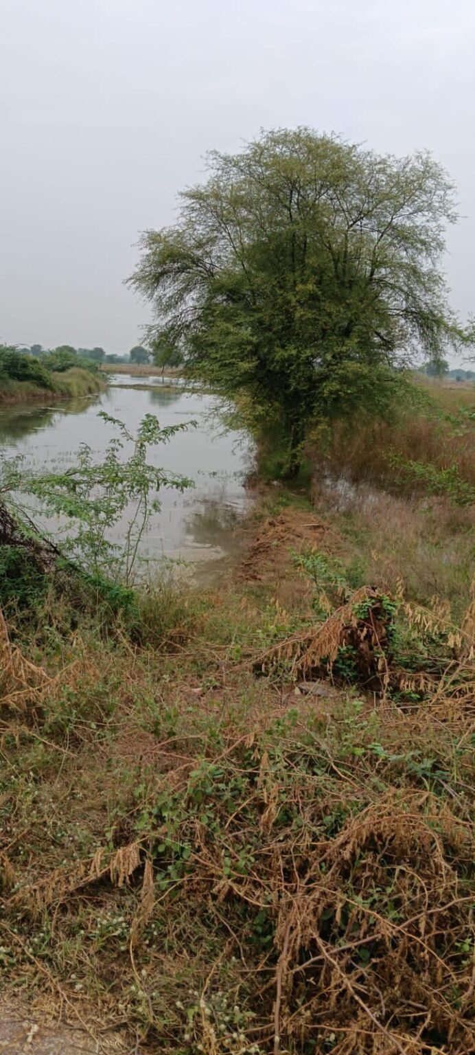 चंबल परियोजना की पाइप लीकेज होने से खेतों में भरा पानी, सीमावर्ती गांव दाउदपुर के किसान परेशान