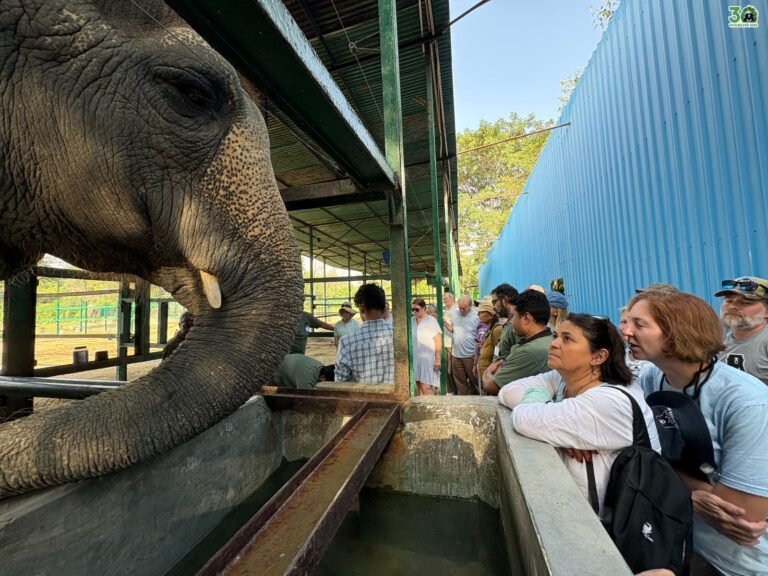 वाइल्डलाइफ एसओएस ने भारत की पहली ग्लोबल एलीफैंट मास्टरक्लास का किया आयोजन