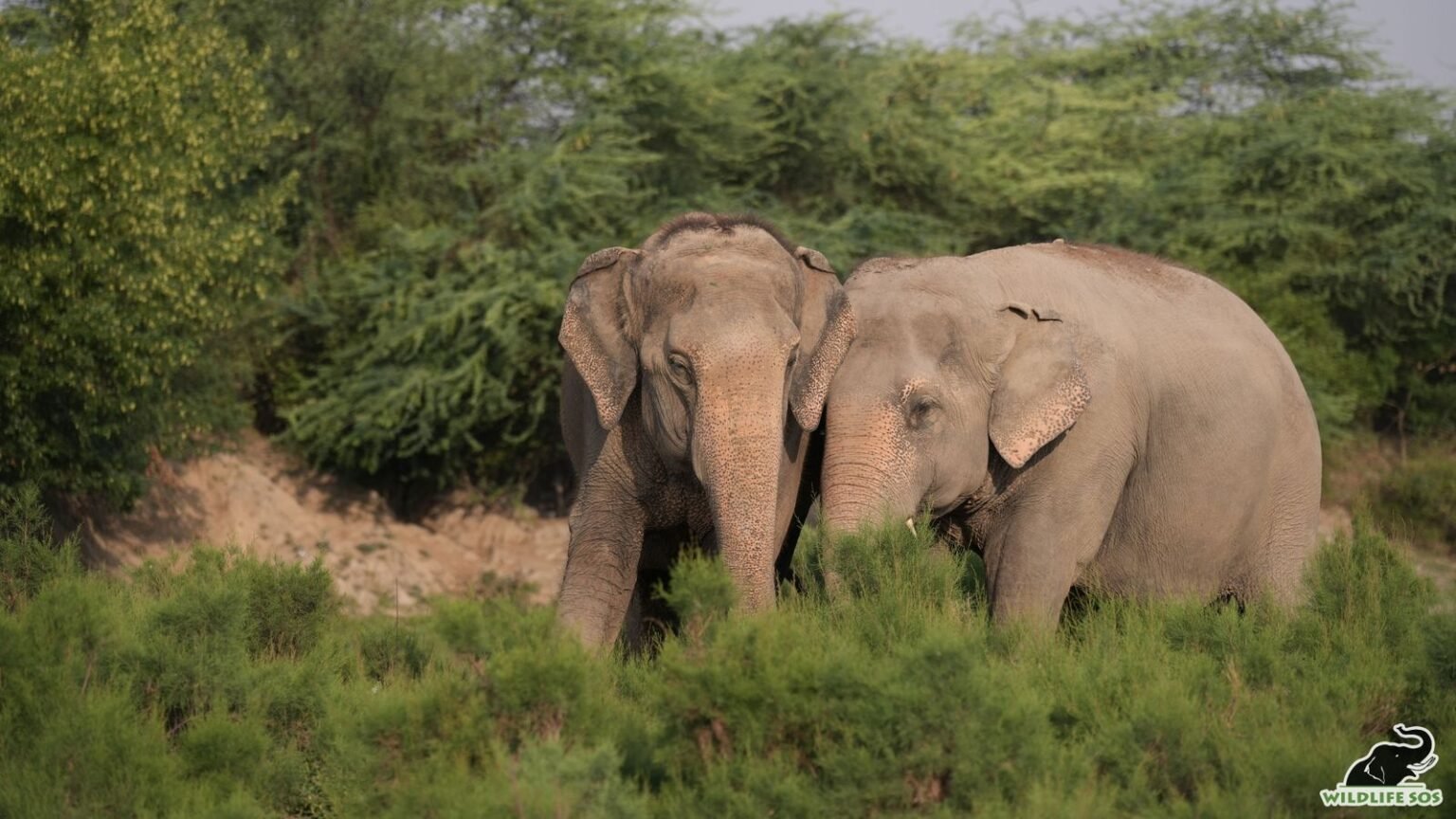 पुनर्वास के पंद्रह साल: कैसे दो बचाए गए हाथियों को मिला आज़ादी और परिवार