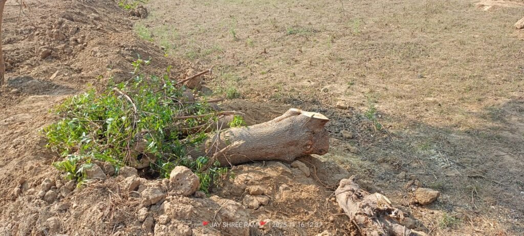 थाना निबोहरा क्षेत्र में वन माफिया और वन विभाग कर्मियों की मिली भगत के के चलते हरे पेड़ों का कटान जोरों पर