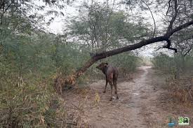मथुरा: गांव में घुसे सांभर हिरण को वाइल्डलाइफ SOS ने सफल रेस्क्यू कर जंगल में छोड़ा