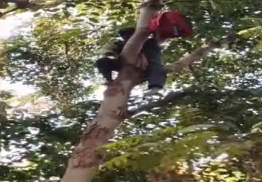 आगरा: नौकरी बहाली की मांग में वन कर्मी ने किया ‘शोले’ स्टाइल प्रदर्शन, विभागीय ऑफिस के सामने पेड़ पर चढ़ा