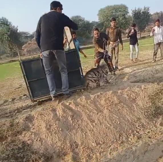 घायल लकड़बग्घा मिलने से बीलपुरा में हड़कंप, वन विभाग ने किया रेस्क्यू