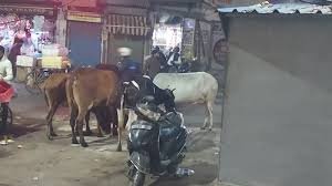 आगरा: रावतपाड़ा-पीपल मंडी बना ‘गौवंश का साम्राज्य’ – 40 सांडों का आतंक, बच्चे-बुजुर्ग घायल, नगर निगम मौन!