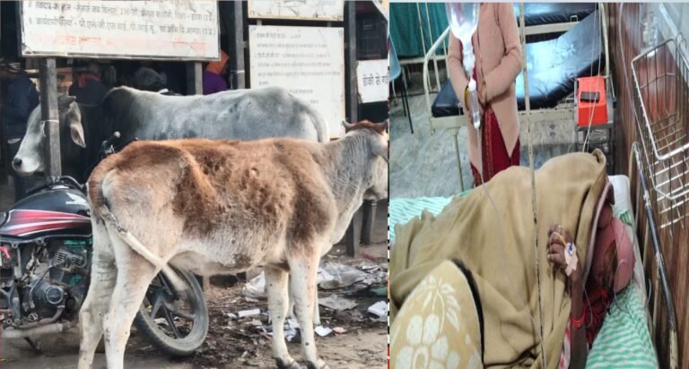 सब्जी खरीद रही बुजुर्ग महिला पर आवारा गोवंश ने बोला हमला गंभीर घायल