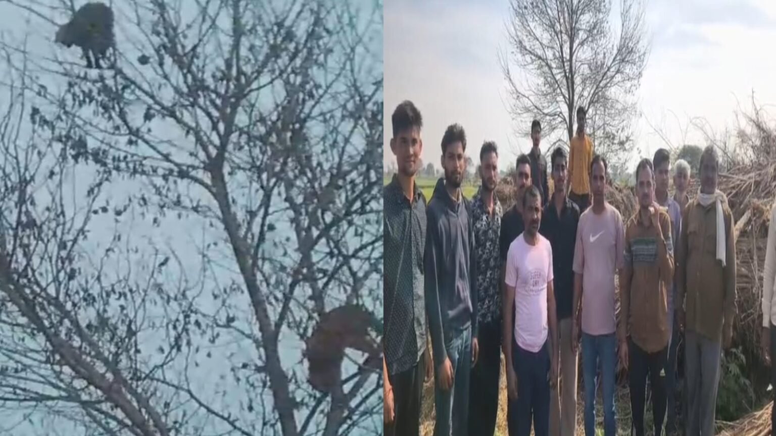 अलीगढ़ में तेंदुए की दहशत: वायरल वीडियो के बाद वन विभाग का खुलासा