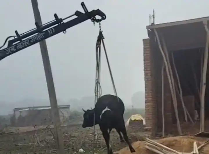 ग्राम पंचायत मुटनई के तालाब में गिरी निराश्रित गाय, तालाब सफाई की मांग