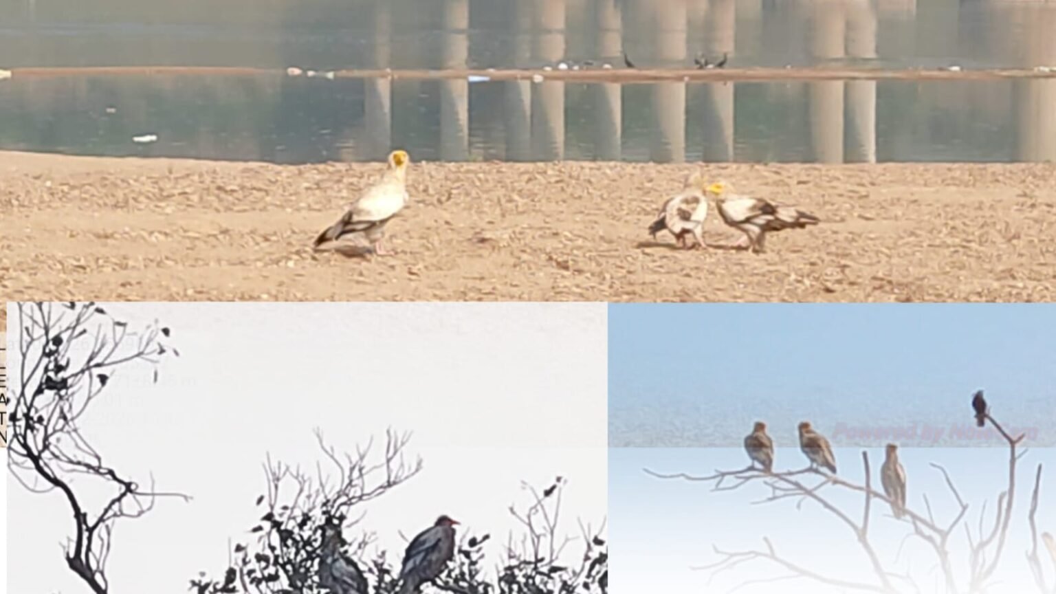 मुरैना: चंबल में गिद्ध संरक्षण के सकारात्मक संकेत, 149 की हुई गणना