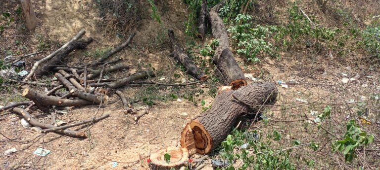 उत्तर प्रदेश सरकार के वृक्षारोपण दावों पर उठे सवाल: वन विभाग और वन माफियाओं की कथित मिलीभगत से फतेहाबाद क्षेत्र में धड़ल्ले से कट रहे हरे पेड़