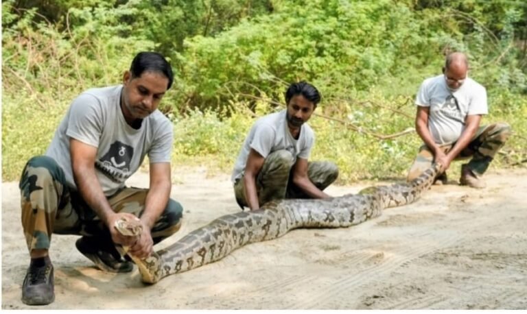 खेत में मिला विशाल अजगर, मंदिर में दिखा सैंड बोआ